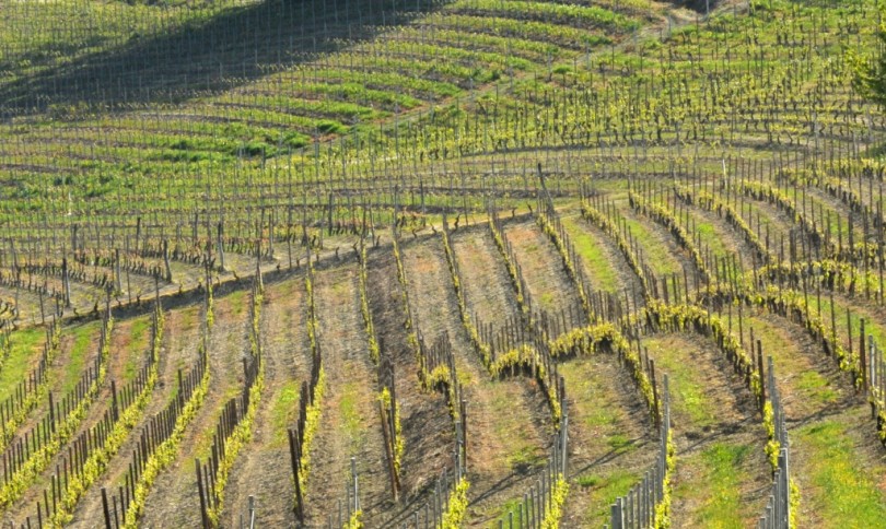 Siccità e gelo: la Regione valuta lo stato di calamità per l'agricoltura